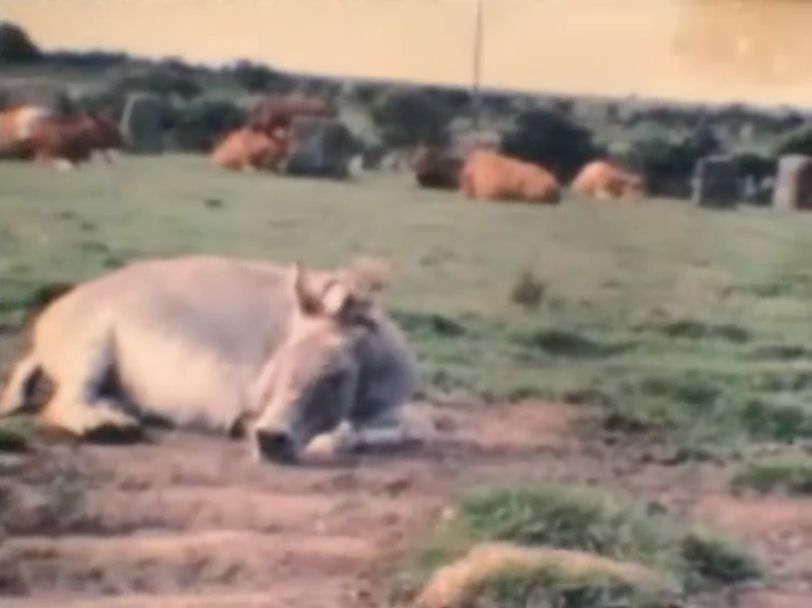 1981  Steinkreis Esel -Kuh